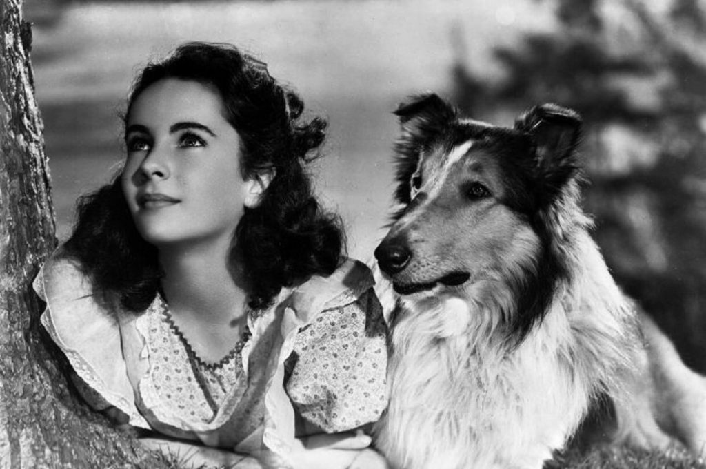Courage of Lassie (1946)